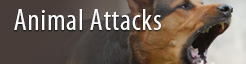 Animal Attacks