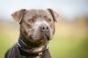 Texas dog bite lawyer, dangerous dog laws Texas, pit bull attack Texas, San Antonio dog bite attorney, dog owner liability Texas, repeat dog attacks Texas, aggressive dog attack lawyer, facial injuries from dog bites, dog bite compensation Texas, Animal Care Services dog attack, dangerous dog criminal charges, severe dog attack injuries, Texas dog attack laws, dog bite lawsuit Texas, pit bull injury claim, dog attack emotional trauma, Call Shaw, Carabin Shaw, San Antonio pit bull attack, dog bite medical expenses, dangerous dog negligence Texas, ACS dangerous dog investigation